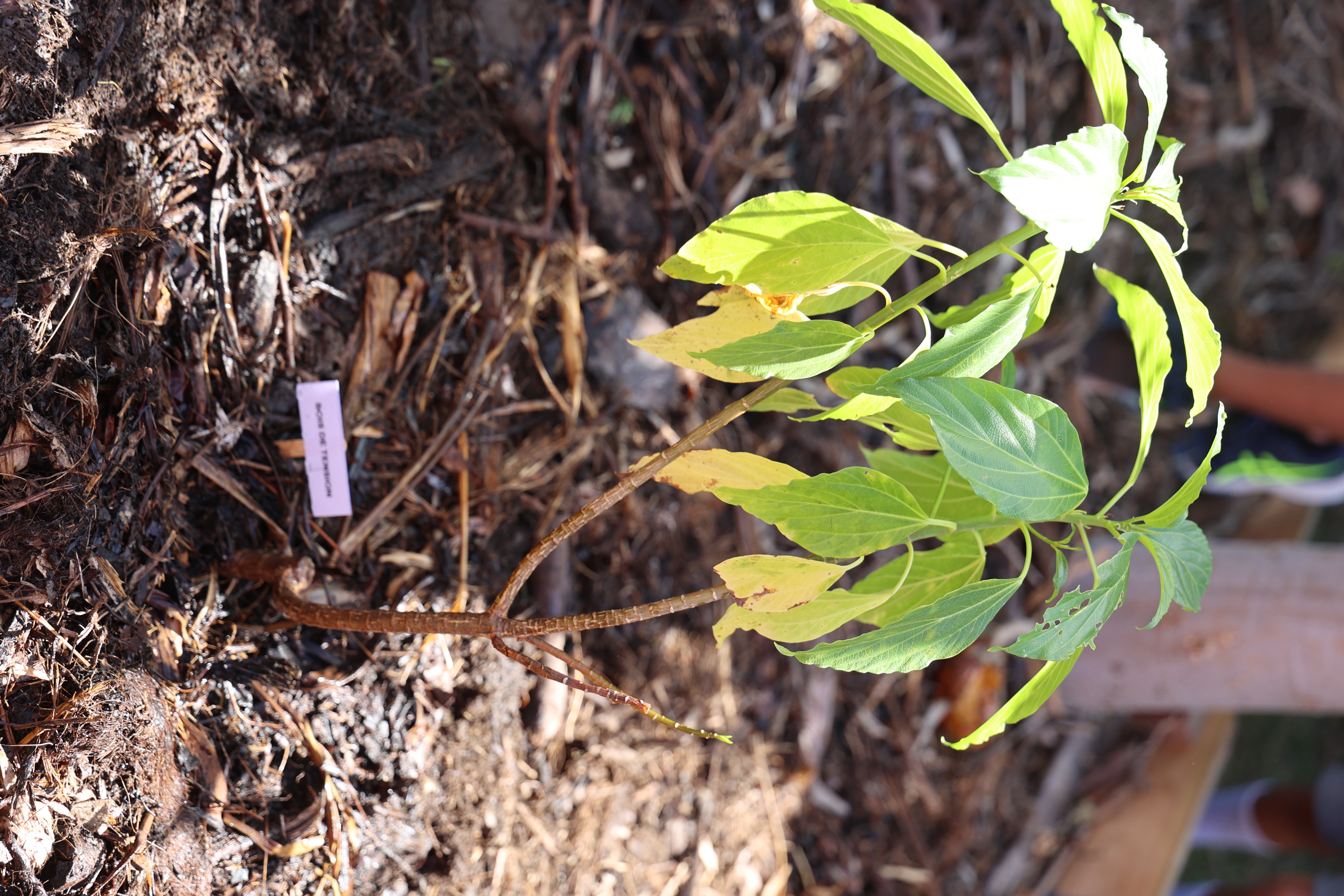 Lancement de la grainothèque !